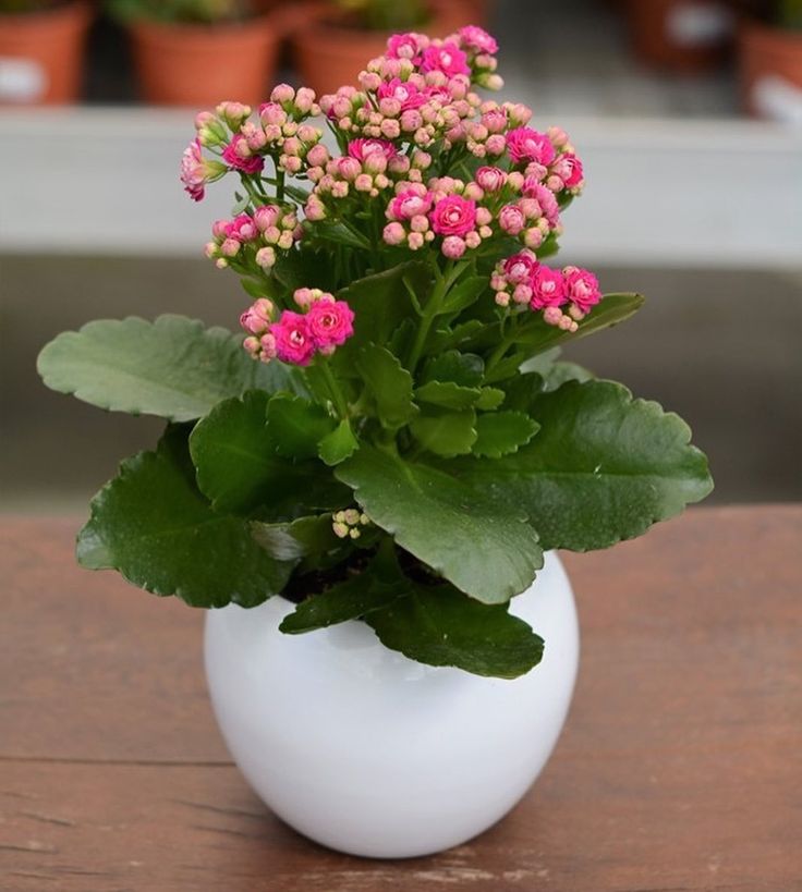 Kalanchoe Pink (Bare Rooted)
