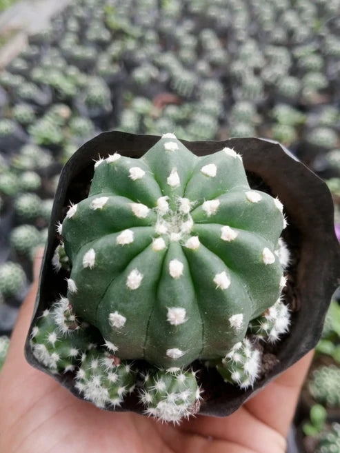 Echinopsis Subdenudata (bare rooted)