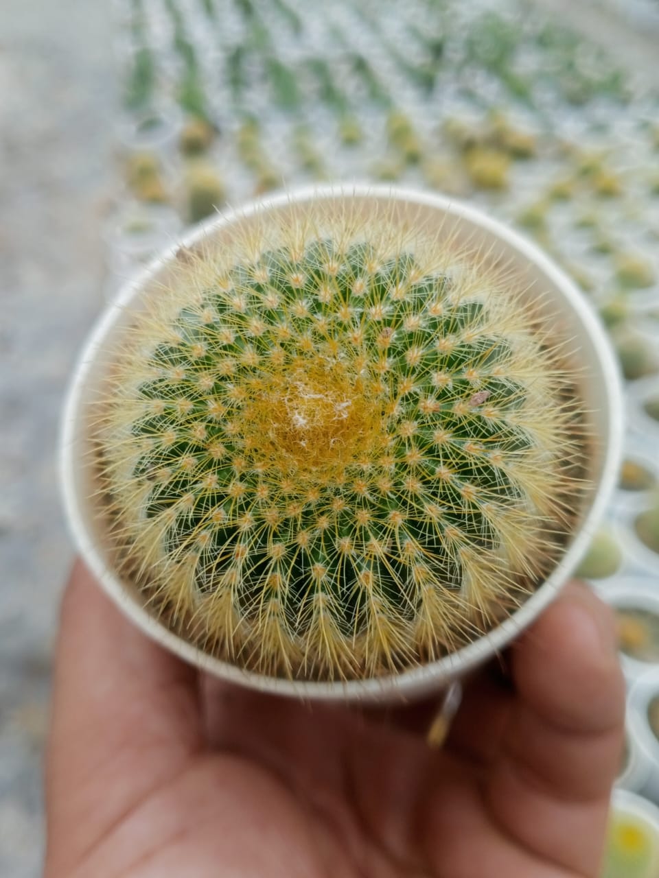 Parodia Leninghausii (Bare Rooted)
