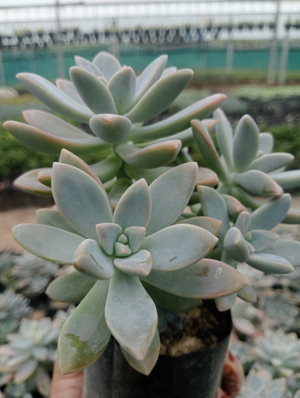 grapto succulent GRAPTO ECHEVERIA (With Soil, Plant & Pot) – Kumaun Plants