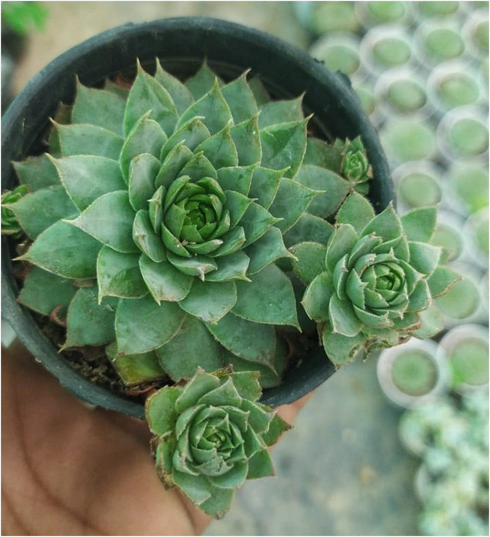 lakshmi kamal succulent Buy Black Laxmi Kamal (With Soil, Plant & Pot) – Kumaun Plants