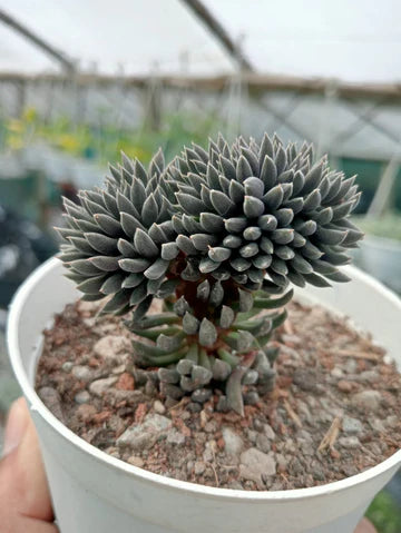 Sinocrassulla Yunanansis (With Soil, Plant & Pot)