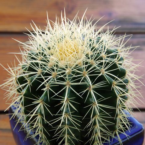 Echinocactus Grusonii (Bare Rooted)
