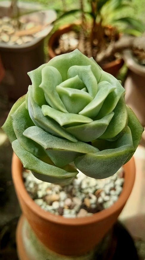 lovely rose succulent Graptoveria Lovely Rose (Bare Rooted) – Kumaun Plants
