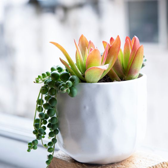 Red Campfire + String of Pearls (Bare Rooted)