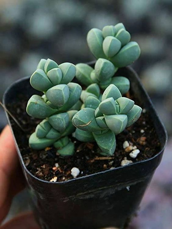 Corpuscularia Lehmannii (With Soil, Plant & Pot)
