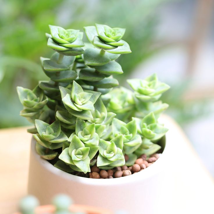 Crassula Tom Thumb Perforata (Bare Rooted)