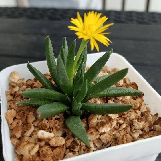 Buy BERGERANTHUS (With Soil, Plant & Pot)