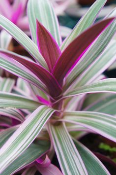 TRADESCANTIA PINK (With Soil, Plant & Pot)