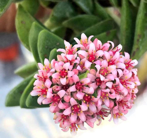 CRASSULA SPRINGTIME ((With Soil, Plant & Pot)