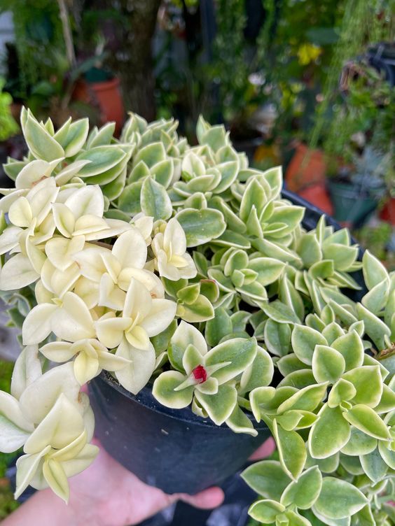 sun rose succulent Variegated Baby Sun Rose (Bare Rooted) – Kumaun Plants
