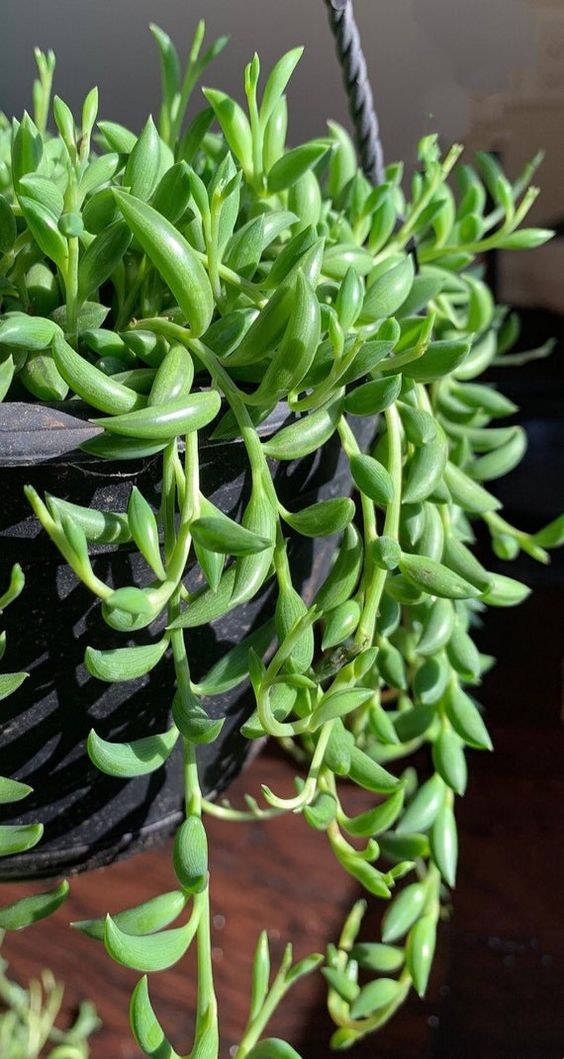 succulent banana plant String of Banana (Bare Rooted) – Kumaun Plants