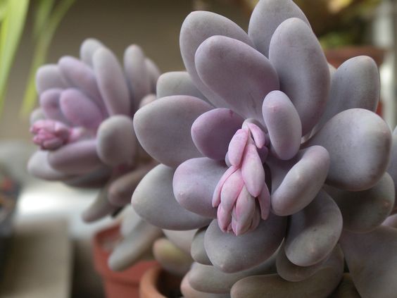 Pachyphytum Oviferum (Bare Rooted)