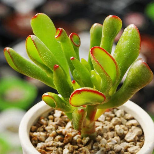 Variegated Crassula Ovata Gollum Yellow (With Soil, Plant & Pot)