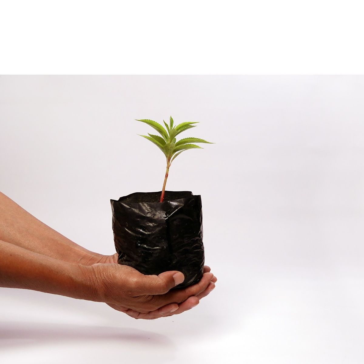 Grow Bags 4x5" (Single)