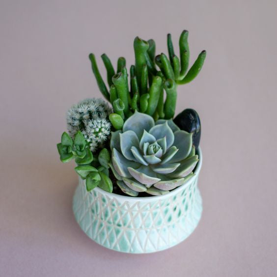 Combo (Bare Rooted) R