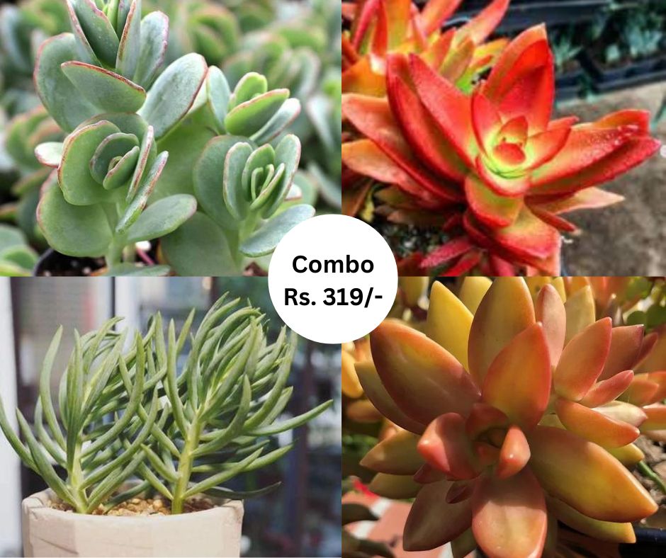 Combo 09 (Bare Rooted)