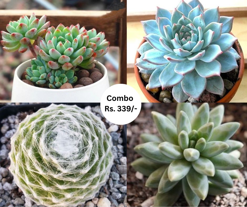 Combo (Bare Rooted) H