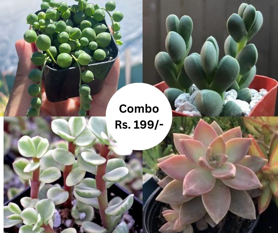 Combo 05 (Bare Rooted)