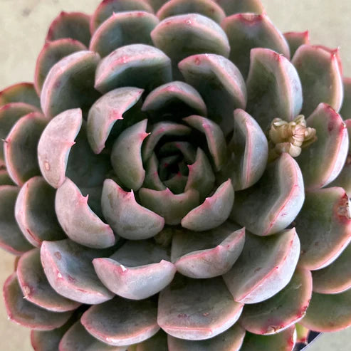 succulent with pink edges Echeveria Pink Edge (With Soil, Plant & Pot) – Kumaun Plants