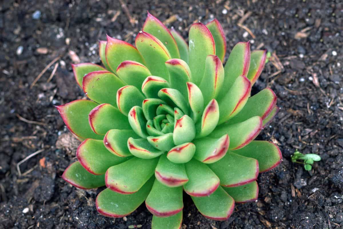 Echeveria Pulidonis (Bare Rooted)