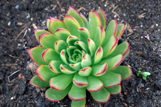 Echeveria Pulidonis (With Soil, Plant & Pot)