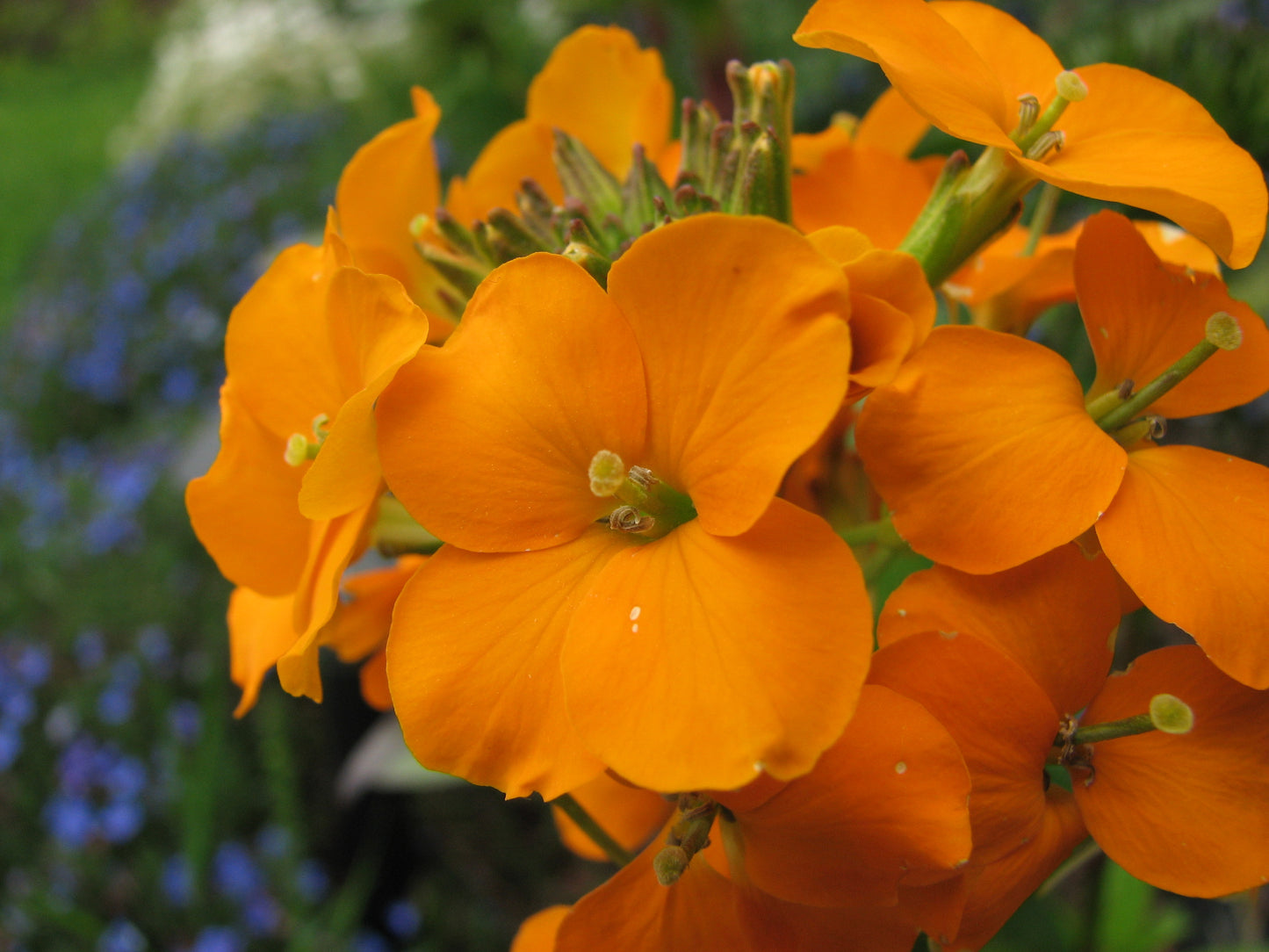 Cheiranthus (Hybrid Seeds)