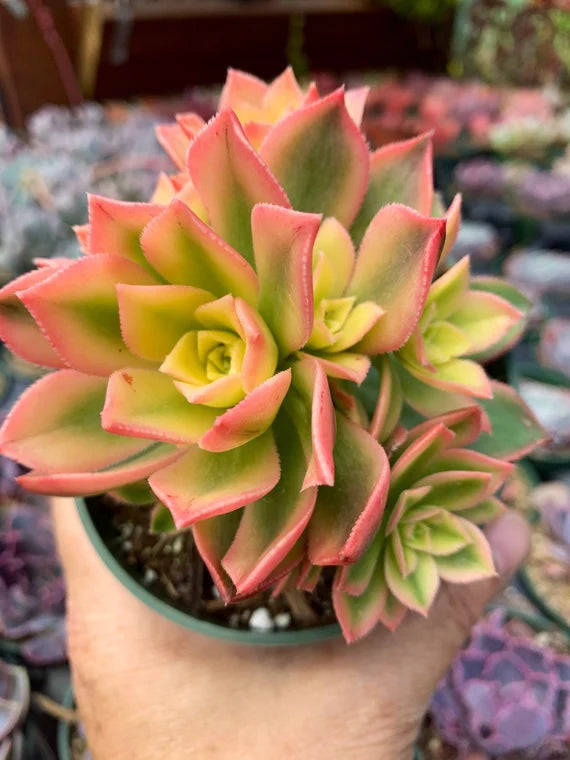 succulent kiwi Aeonium 'Kiwi (With Soil, Plant & Pot) – Kumaun Plants