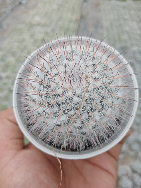 KP02 Seeds Online (With Soil, Plant & Pot)