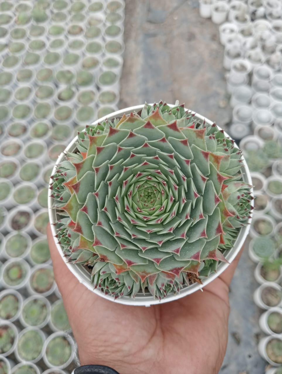 KP01  - (With Soil, Plant & Pot)