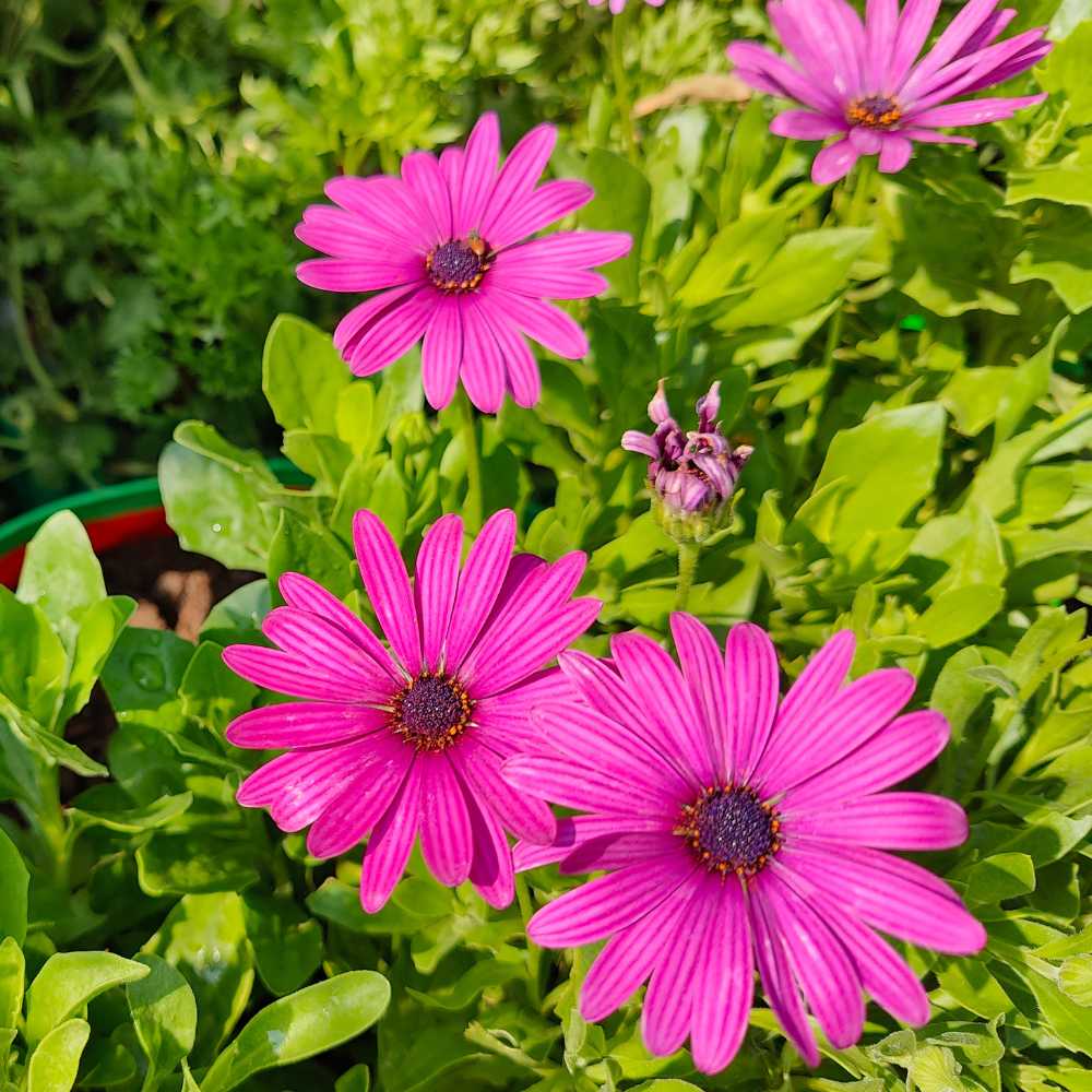 osteospermum flower seeds Osteospermum Flowering (Hybrid Seeds) – Kumaun Plants