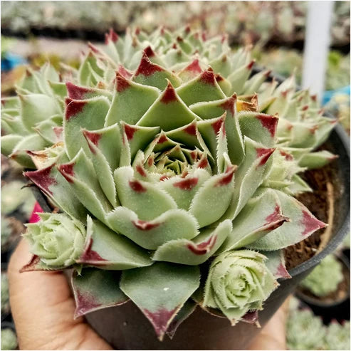 succulent sempervivum plants Sempervivum Tectorum (Bare Rooted) – Kumaun Plants