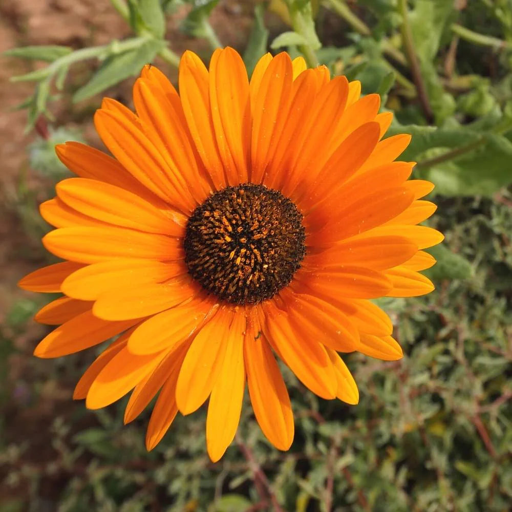 Venedium (Hybrid Seeds)