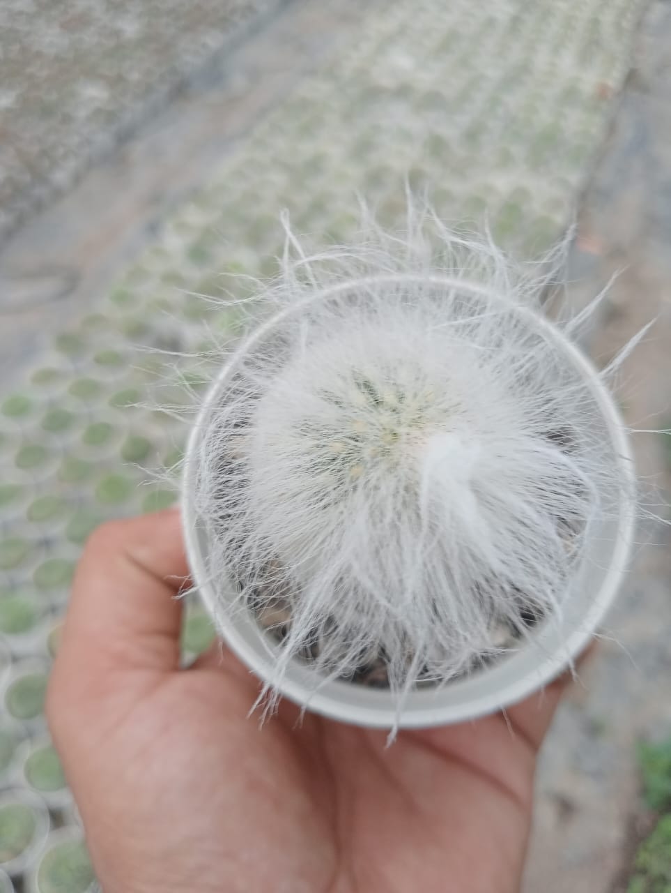 Cephalocereus Senilis (With Soil, Plant & Pot)