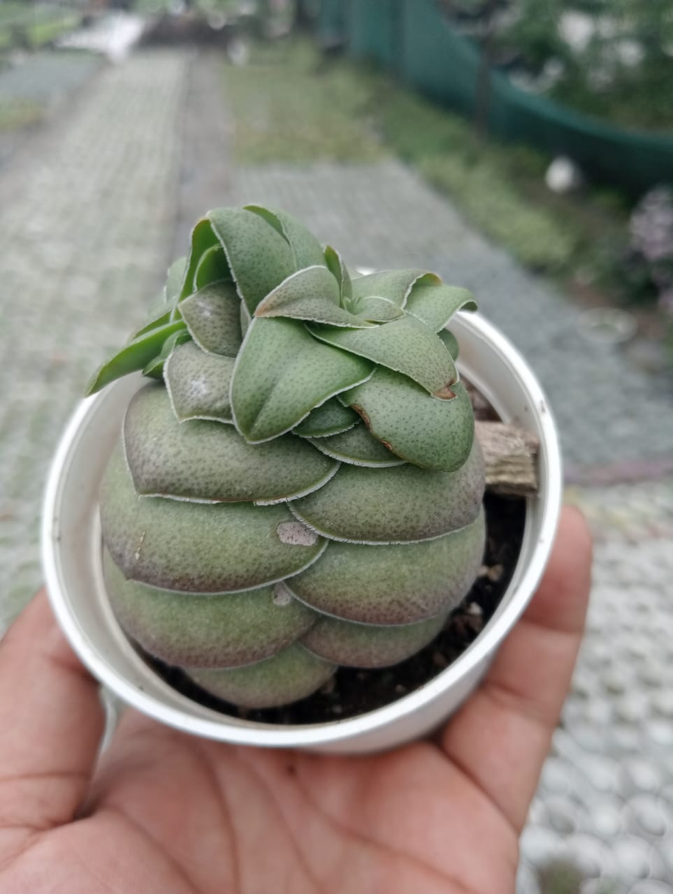Crassula Hemisphaerica (Bare Rooted)
