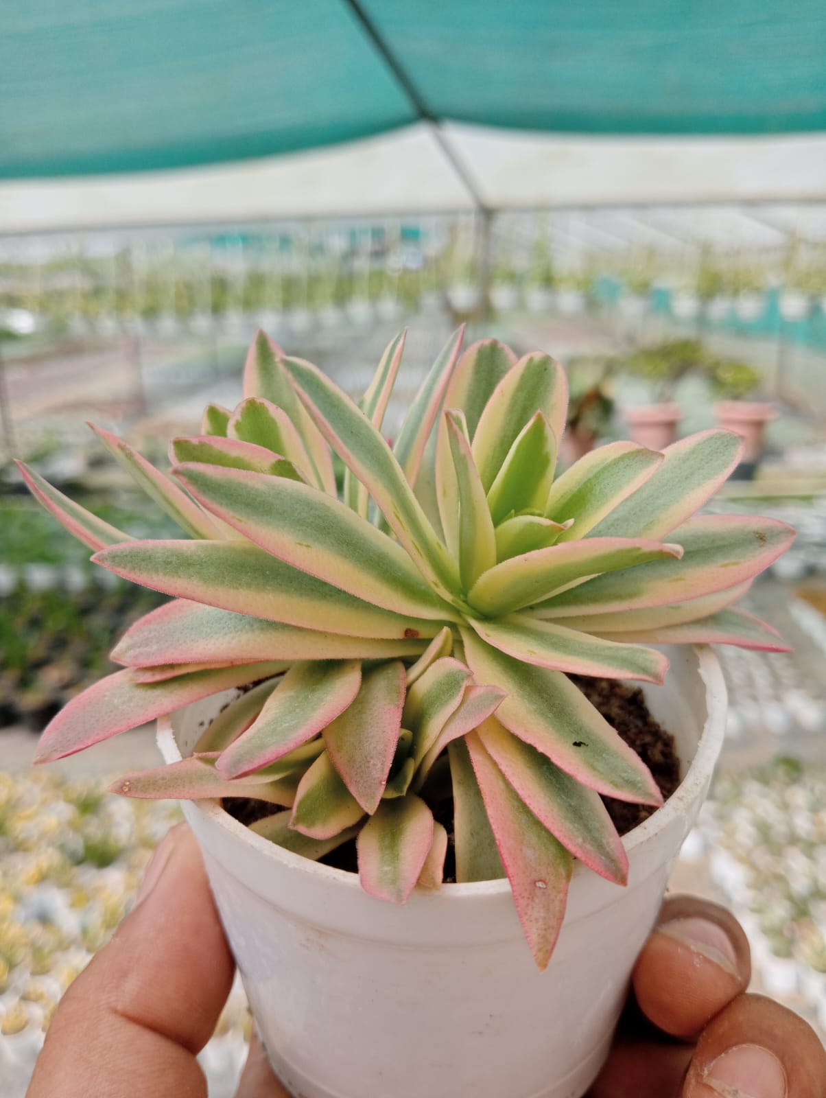 Variegated Campfire (With Soil, Plant & Pot)