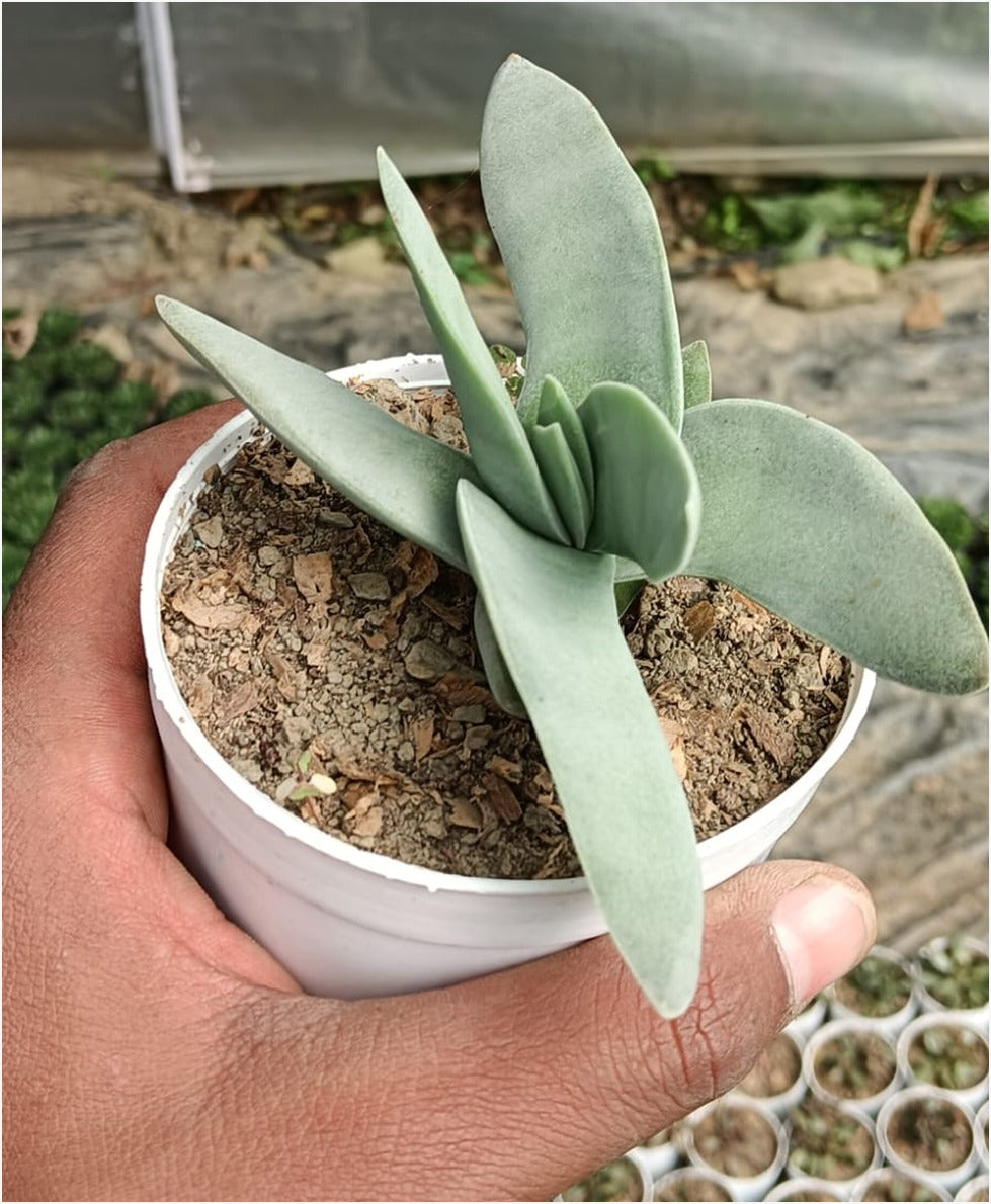 Crassula Falcata (With Soil, Plant & Pot)
