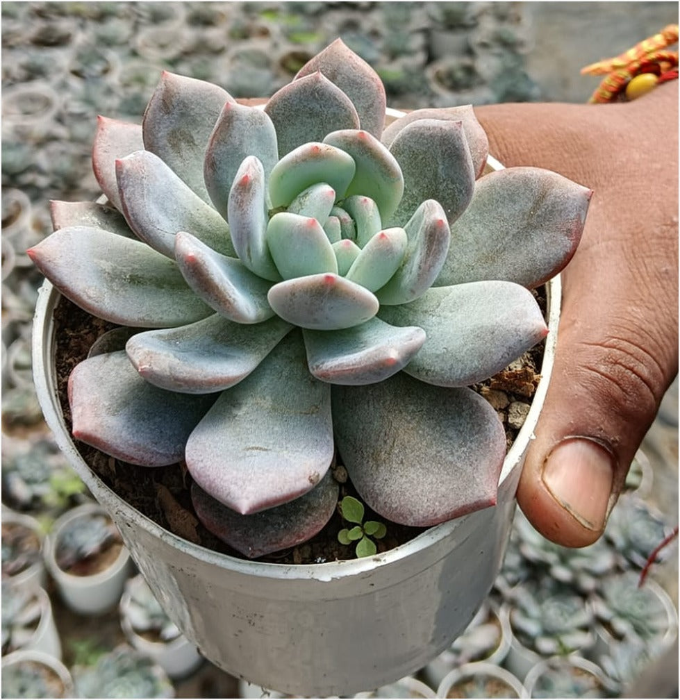 echeveria elegans succulent Echeveria Elegans Hybrid (With Soil, Plant & Pot) – Kumaun Plants