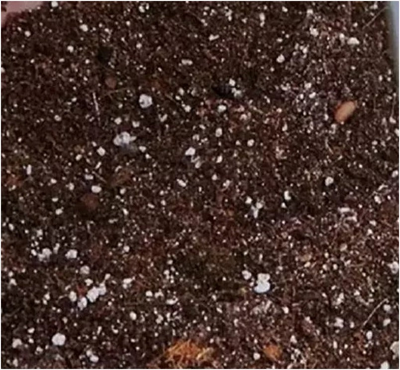 Succulent Potting Mix (Pack of 4 kg)
