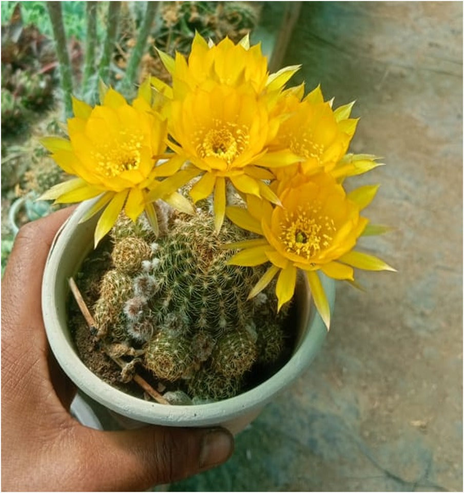 cactus lily flower Golden Easter Lily Cactus (With Soil, Plant & Pot) – Kumaun Plants