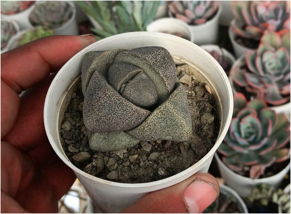 succulent lithops Lithops 4 (With Soil, Plant & Pot) – Kumaun Plants
