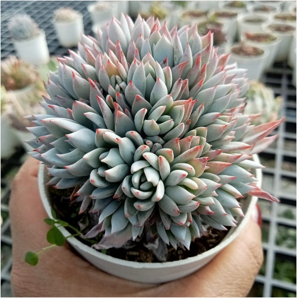 peacockii succulent Crested Echeveria Peacockii