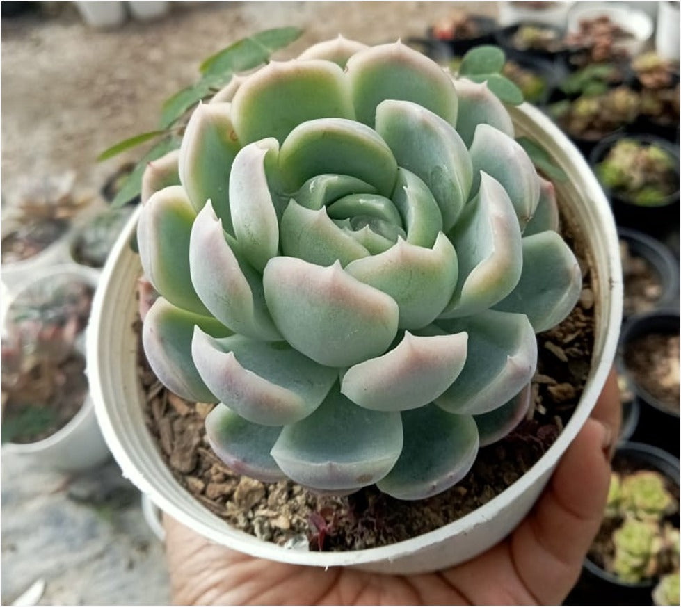 succulent used in skin cream Echeveria Cream Rose (With Soil, Plant & Pot) – Kumaun Plants