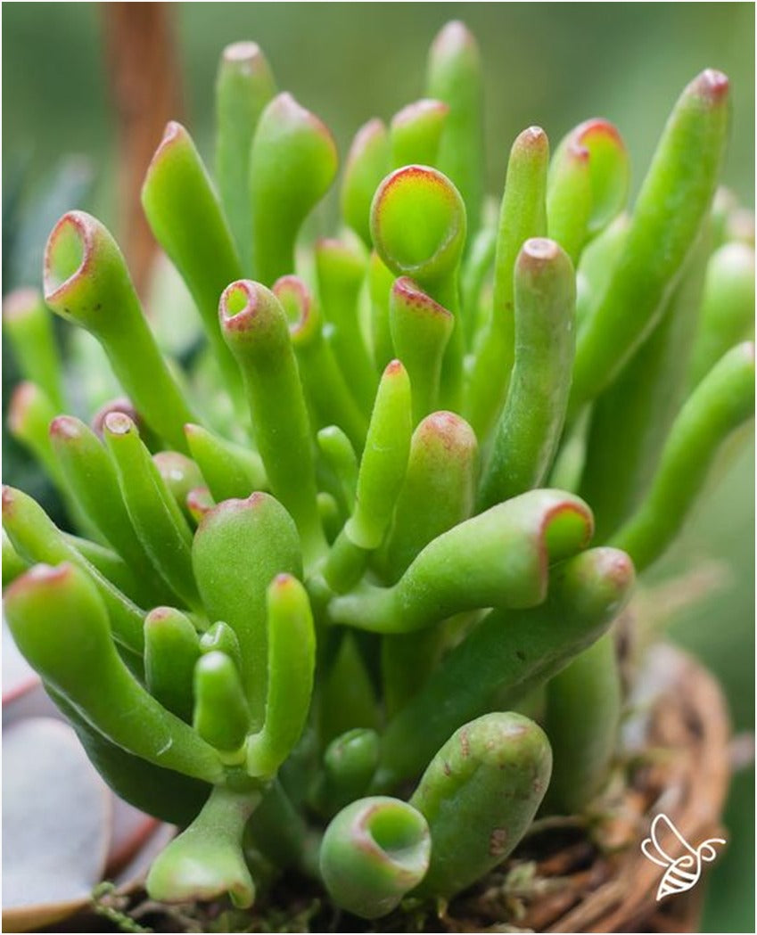 gollum fingers succulent Crassula-Ovata-Gollum (With Soil, Plant & Pot) – Kumaun Plants