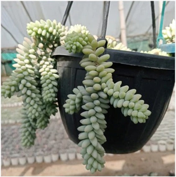 Donkey Tail (Bare Rooted)