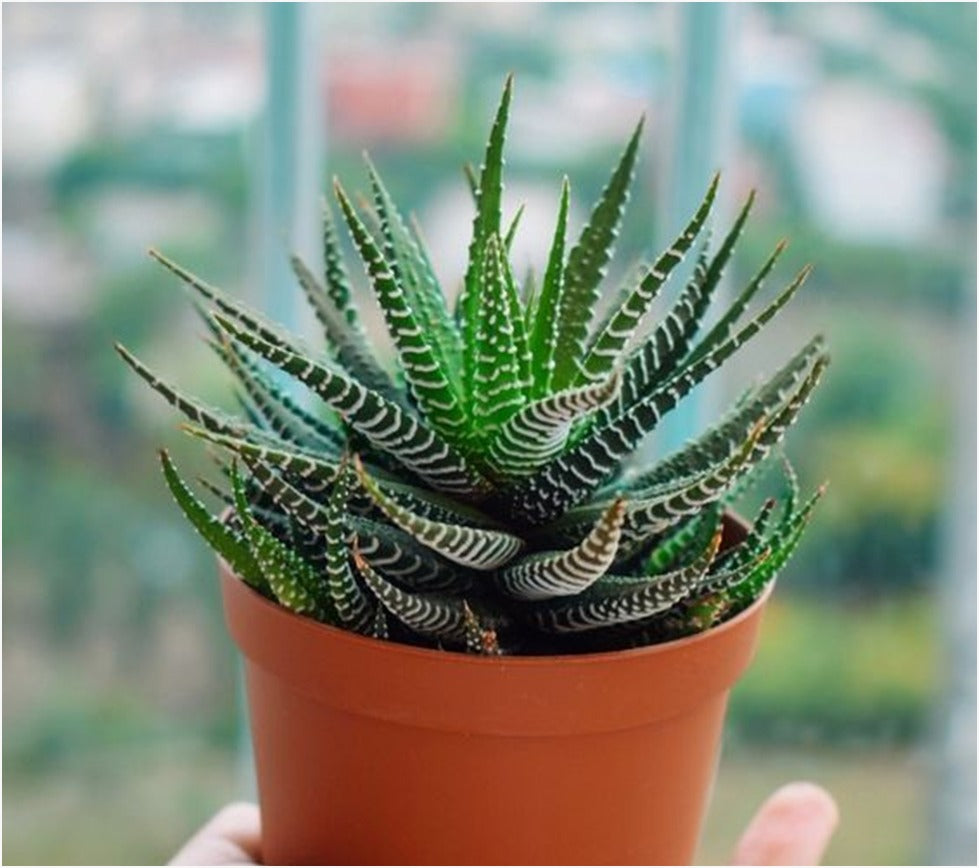 zebra succulent soil Haworthia Zebra (With Soil, Plant & Pot) – Kumaun Plants