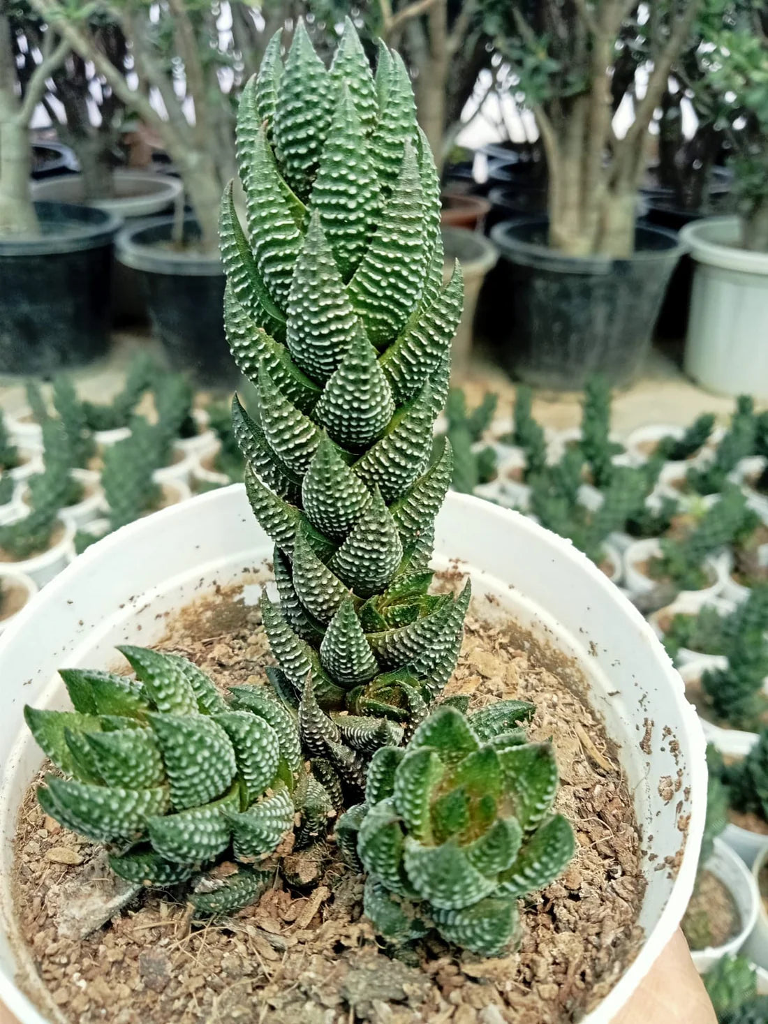 haworthia succulent flower stalk Haworthia Reinwardtii (With Soil, Plant & Pot) – Kumaun Plants