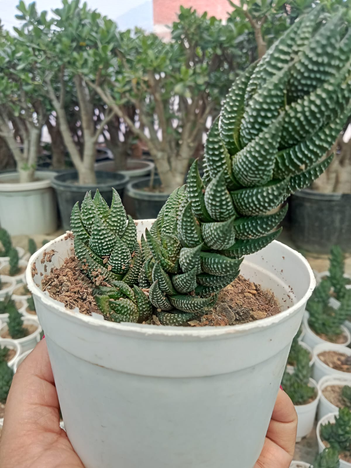 Haworthia Reinwardtii (Bare Rooted)