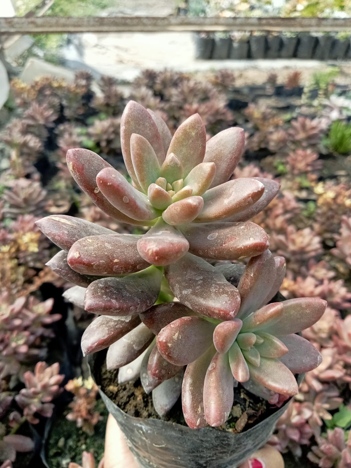 Chocolate Sedum (Bare Rooted)