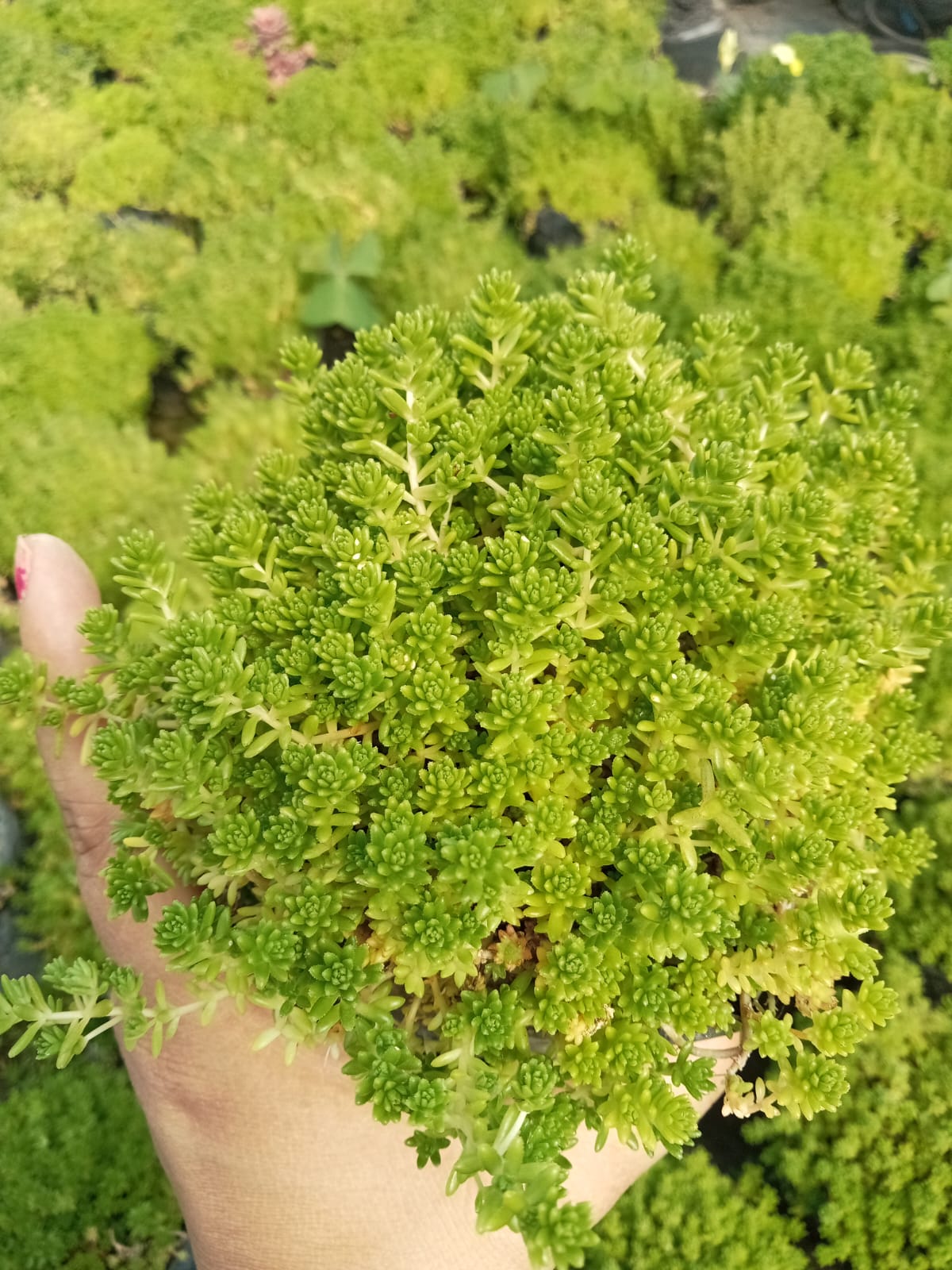 Sedum Grass (Bare Rooted)